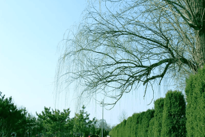 廊坊市万桐园公墓园区环境图