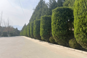 景仰园公墓景观图