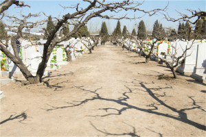 西静园公墓墓区环境图