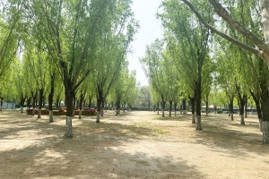 北京市朝阳区外侨公墓园区环境图